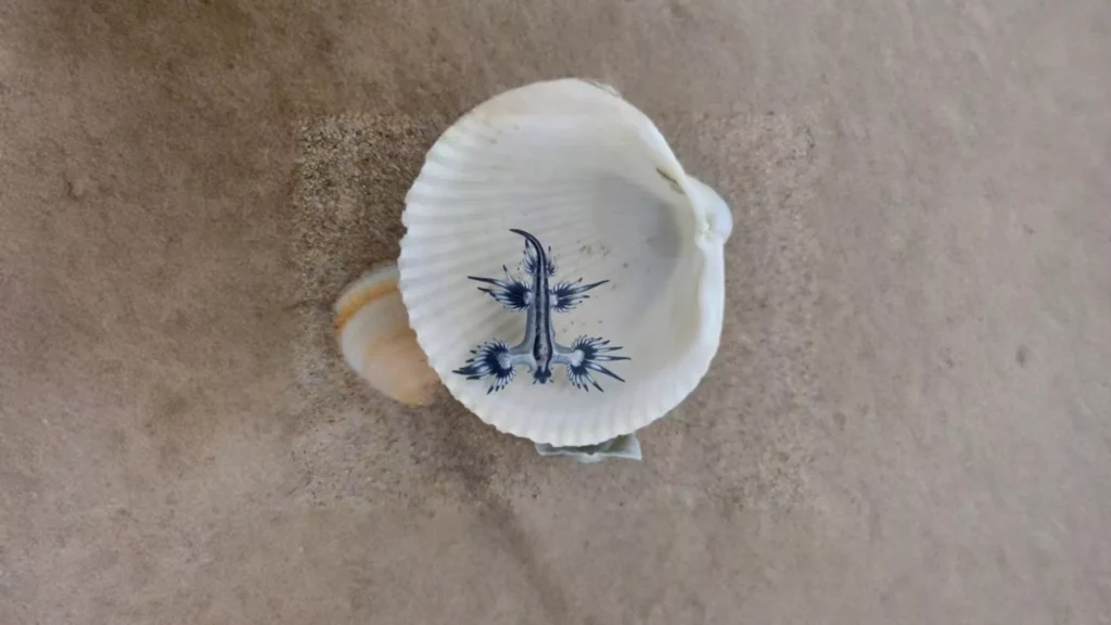 
 Marine scientists studying the Blue Dragon sea slug to understand venom and climate change effects.
