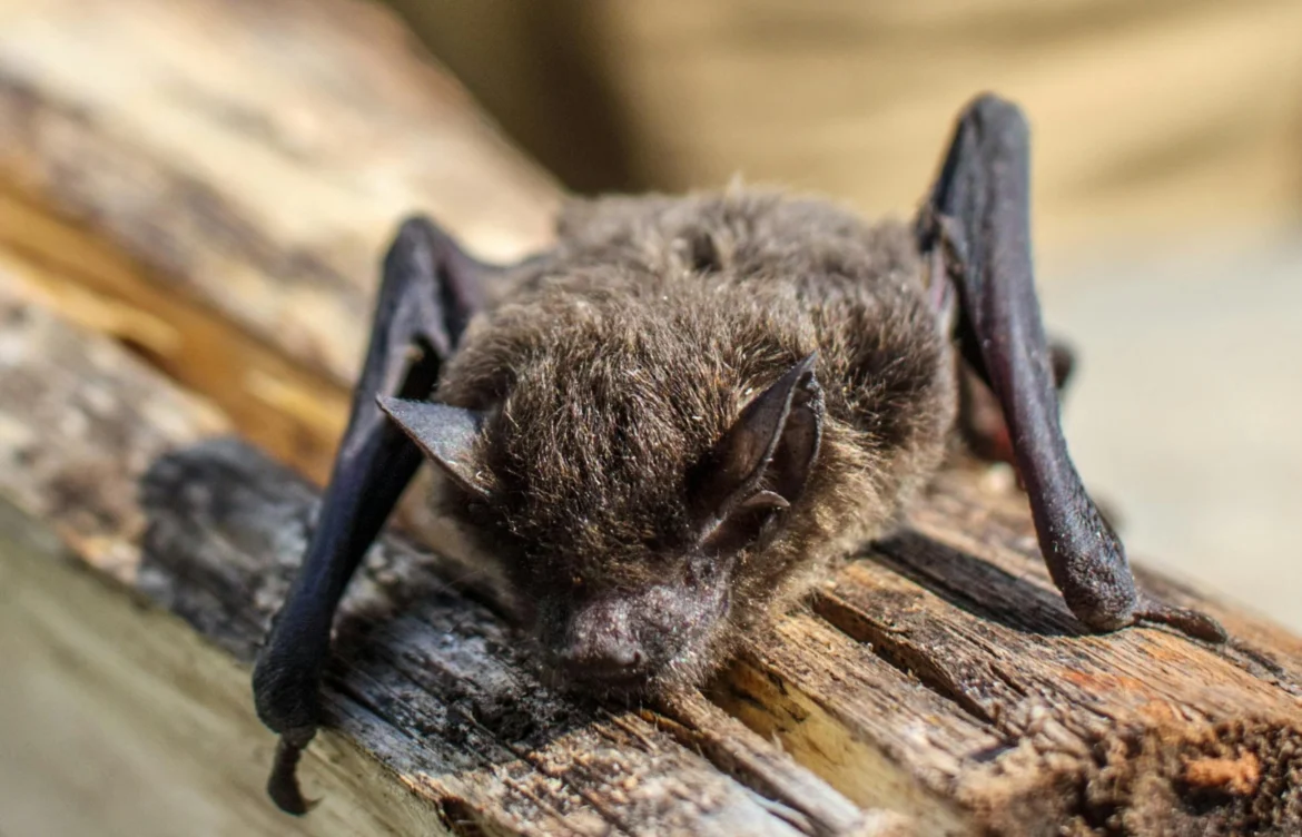 Are Bats Really Blind? 5 Fascinating Truth About Nature’s Night Flyers