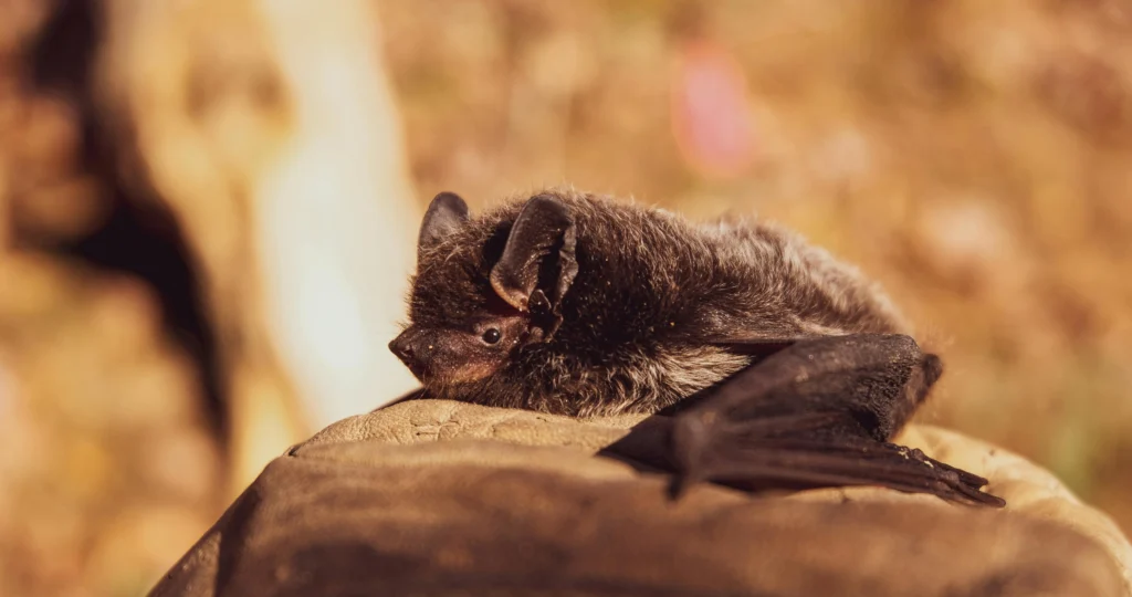 bats at the sun shine but are bats really blind?