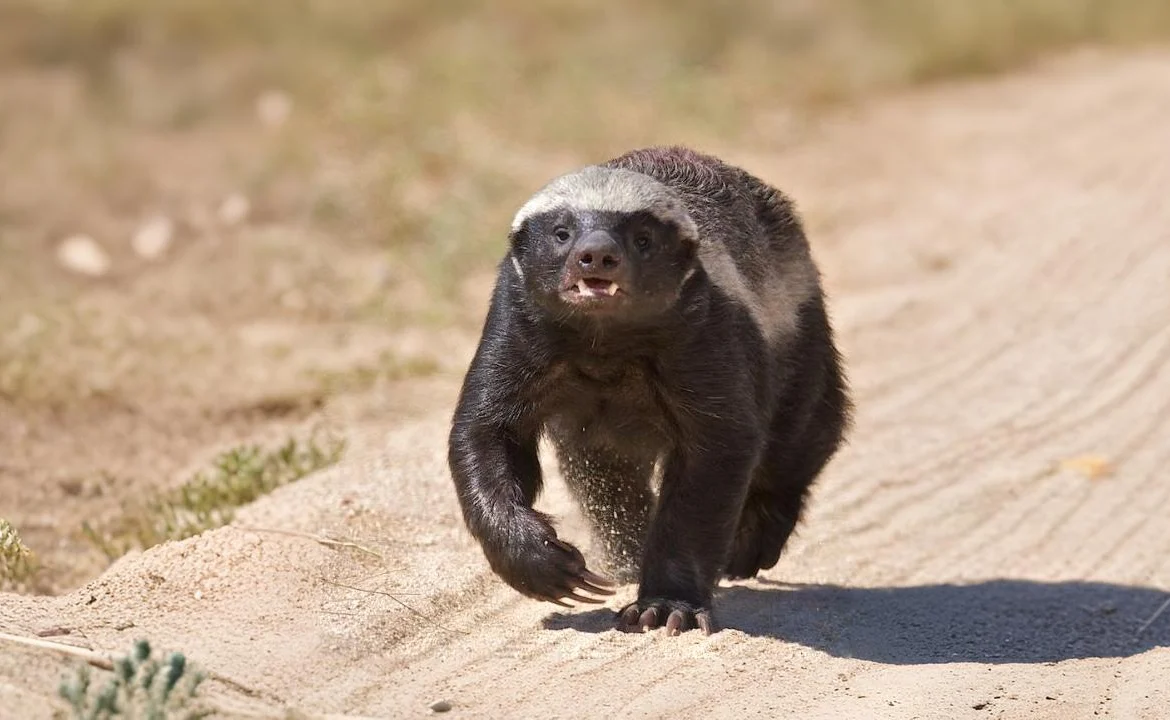 The Honey Badger Only Brutal Animal That Attacks Private Parts