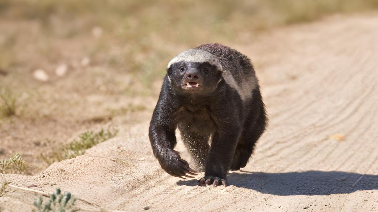 A fearless honey badger (ratel) charging directly toward the viewer, showcasing its powerful build and aggressive, fearless attitude.