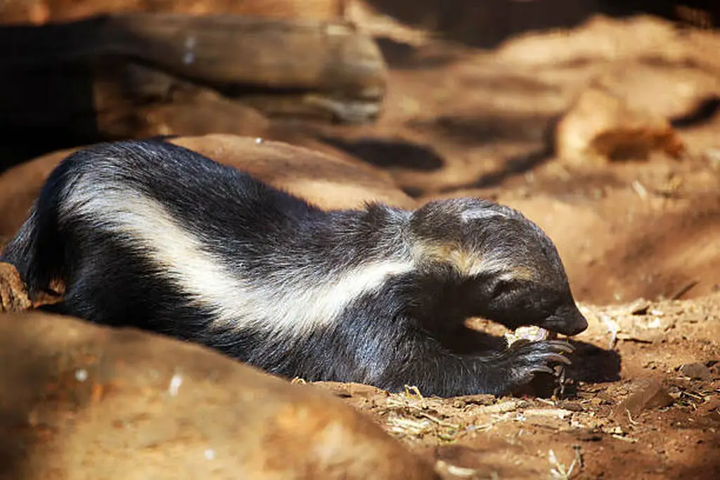 A honey badger resting on the ground clearly showing its unique white dorsal cape over jet black fur and its compact muscular shape