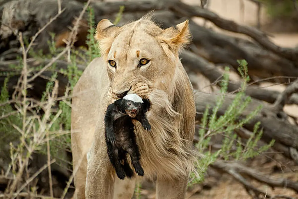 A lion carrying a tiny honey badger cub in its mouth illustrating the high mortality and danger faced by the vulnerable young from predators