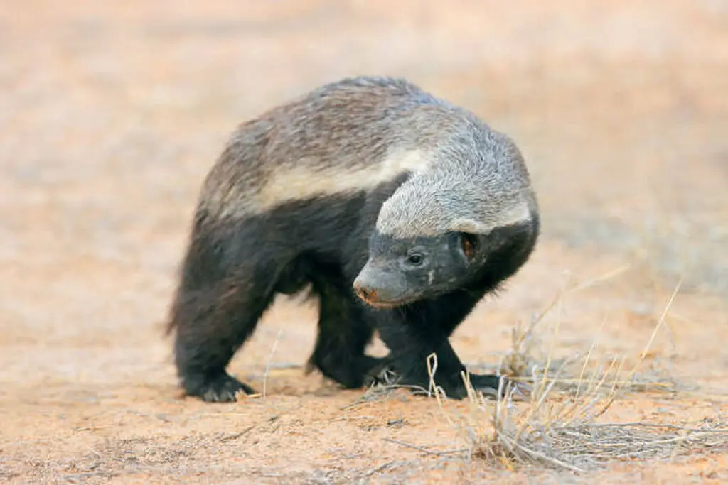 A powerful ratel honey badger Mellivora capensis standing low to the ground showing its compact fearless build and readiness for a fight