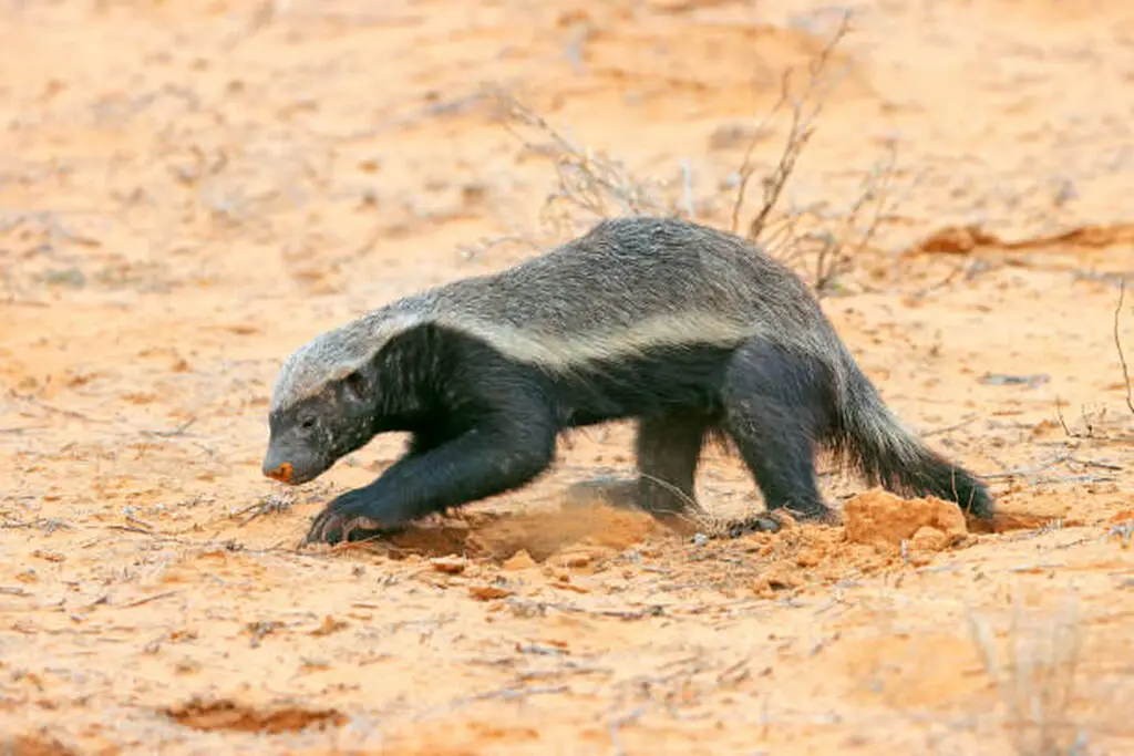 A powerful ratel honey badger walking across the desert sand ready to dig using its long front claws to find food or create a burrow