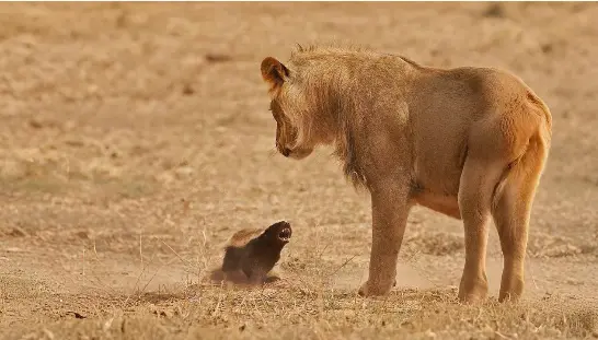 A small honey badger snarling aggressively at a large young lion illustrating its legendary defense tactics and willingness to confront any predator