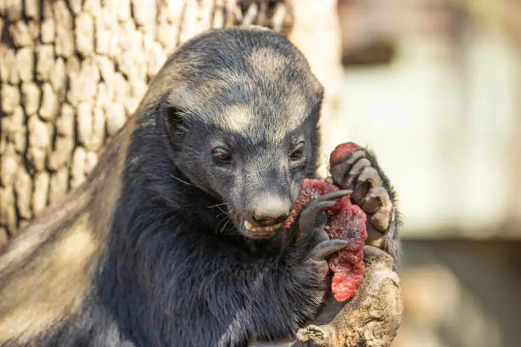 Close up of a honey badger eating meat clearly showing its formidable front claws and sharp teeth built for destruction and securing Food