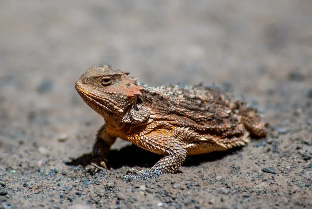 Extreme close-up of horned lizard face and spiky horns
