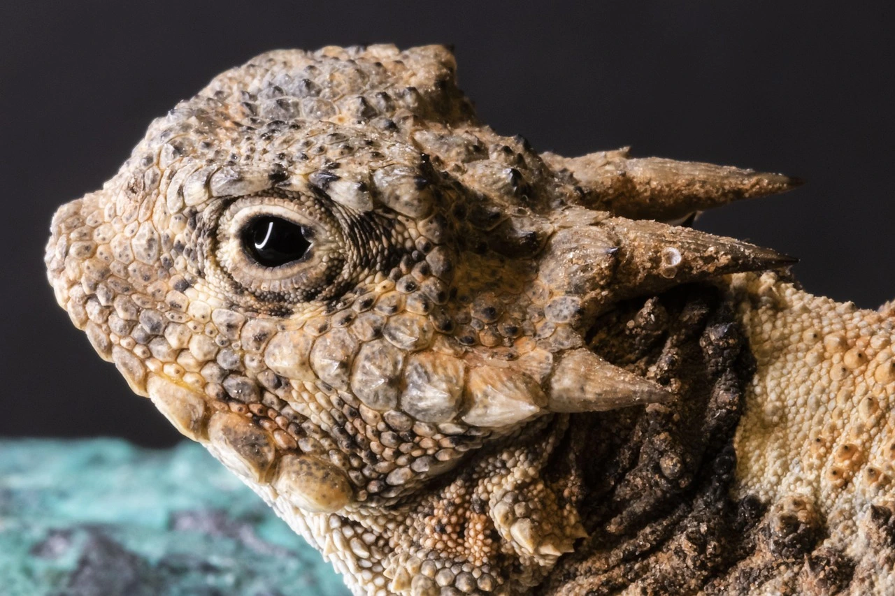 Full close-up of horned lizard showing its flat body and real bone horns