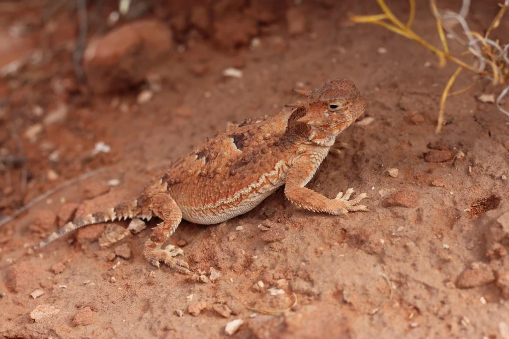 Horned lizard resting on a desert tree branch macro shot
