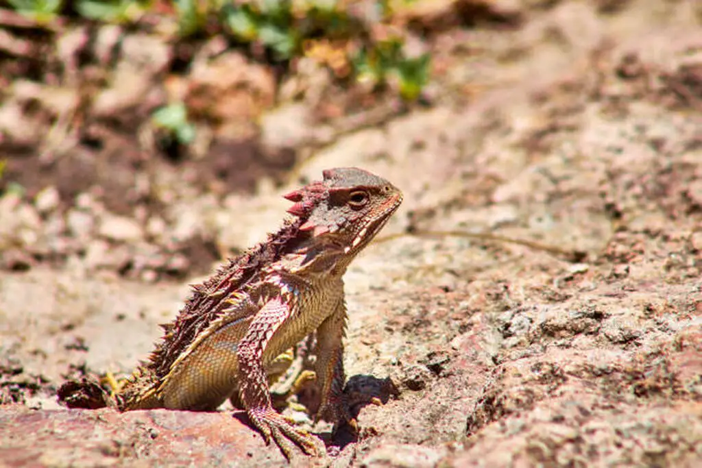 Horned lizard standing on a dry branch in the Sonoran desert