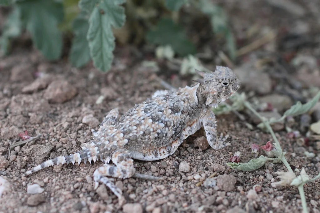 Horned lizard standing on cracked desert ground in perfect camouflage