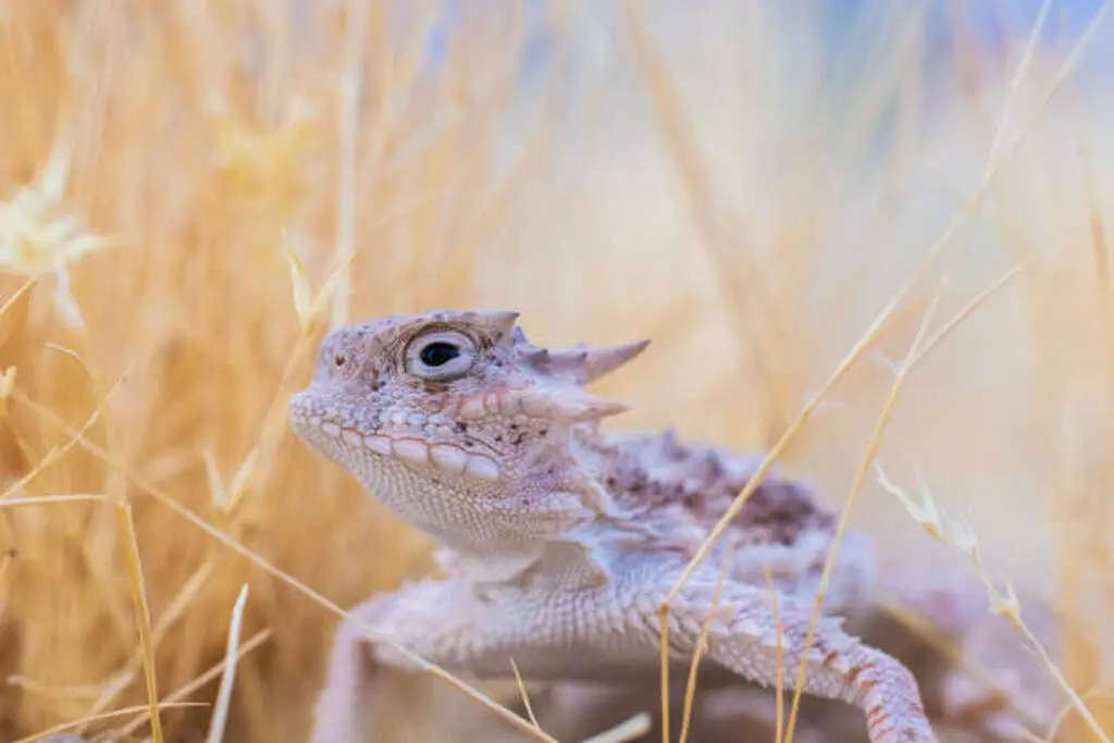Horned lizard standing on desert sand with perfect camouflage close-up