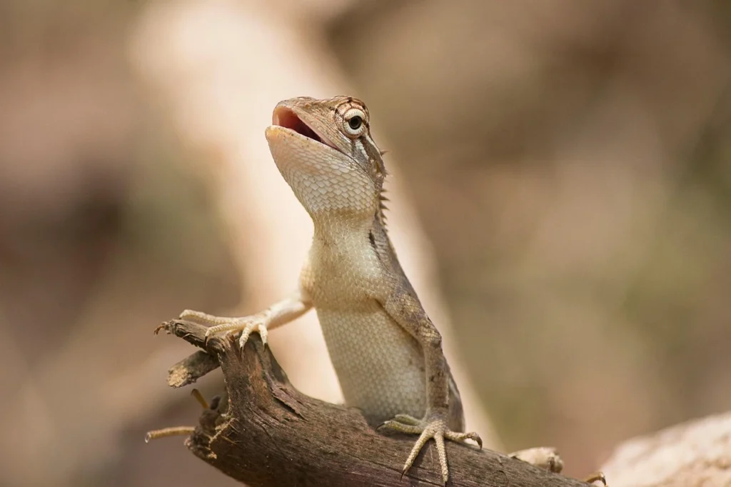 Horned lizard standing on sandy ground blending with surroundings
