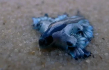 The tiny blue dragon close up image