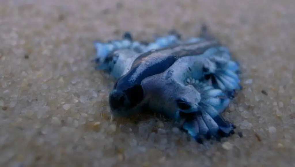 The tiny blue dragon close up image