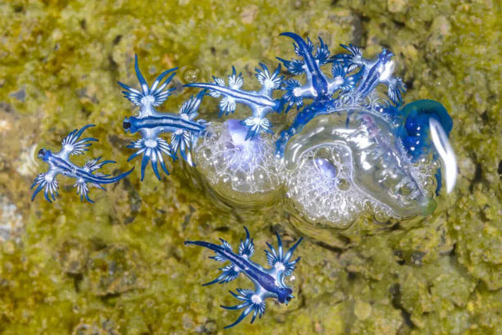 image of multiple blue dragon sea slugs