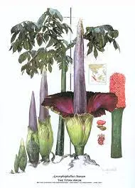 The Corpse Plant bloom rare giant flower of Sumatra.