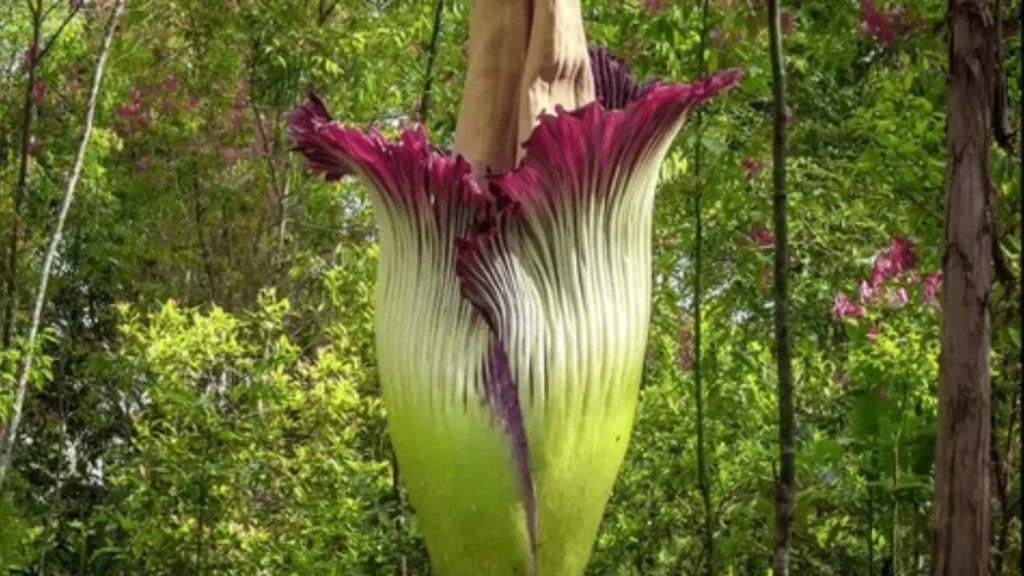 Rare Corpse Plant bloom the world’s largest flower opening after years of growth.