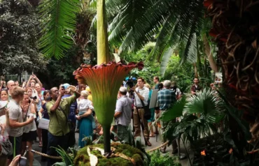 The Corpse Plant — the world’s largest and rarest flower with a strong smell like rotting flesh.