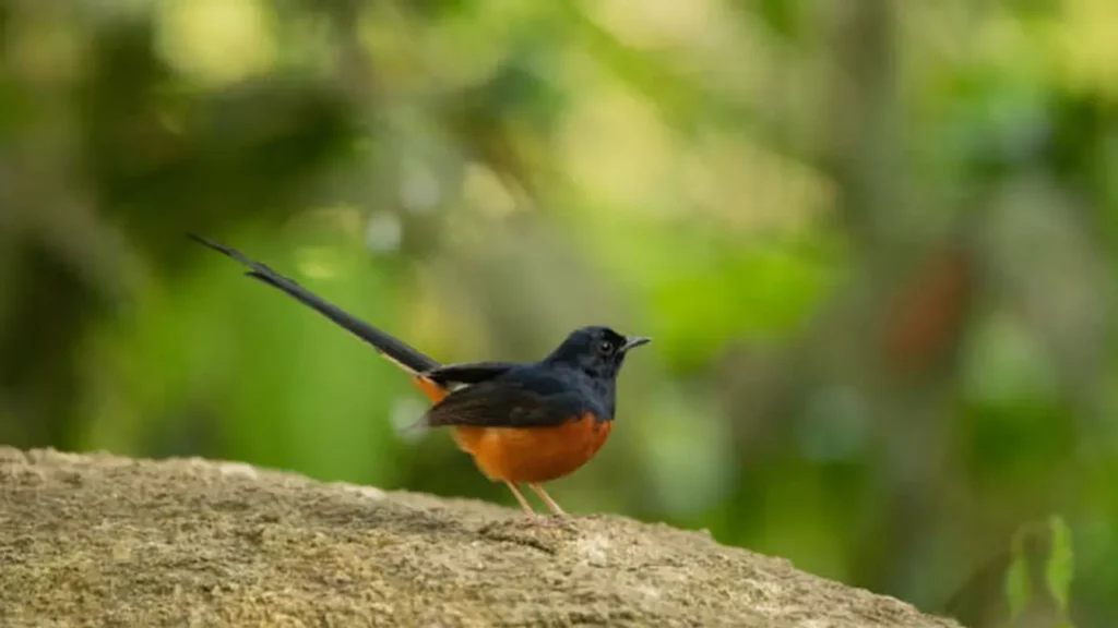 Pitohui with bright orange and black feathers in Papua New Guinea rainforest.