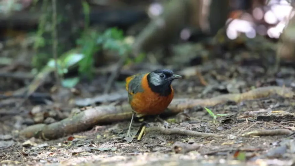 Close-up of Pitohui’s toxic feathers containing batrachotoxin