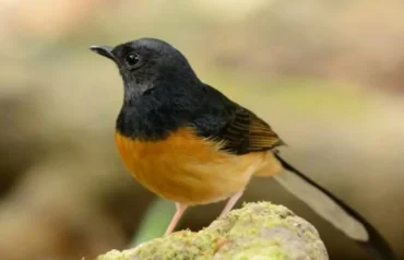 Predator avoiding brightly colored Hooded Pitohui the Poisonous Bird due to toxic feathers
