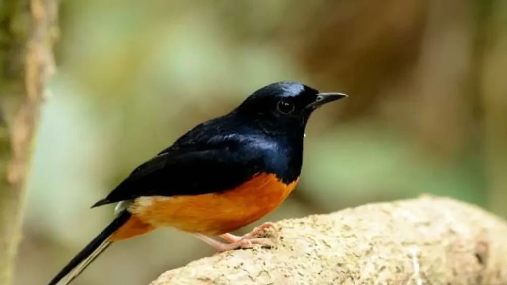 Pitohui the Poisonous Bird with dark and orange feathers sitting on a tree branch