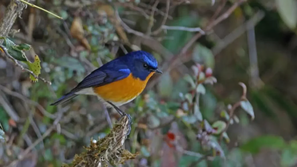Close-up of the Pitohui’s shiny blue feathers and orange chest