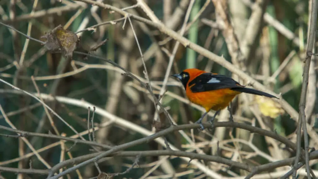 Small black-headed Pitohui perched on a mossy branch