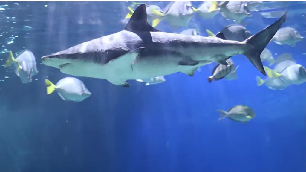  do sharks have lungs like A shark swimming in a large aquarium tank, moving through a school of smaller, yellowish-silver reef fish. do shark have bones or do sharks have bones.