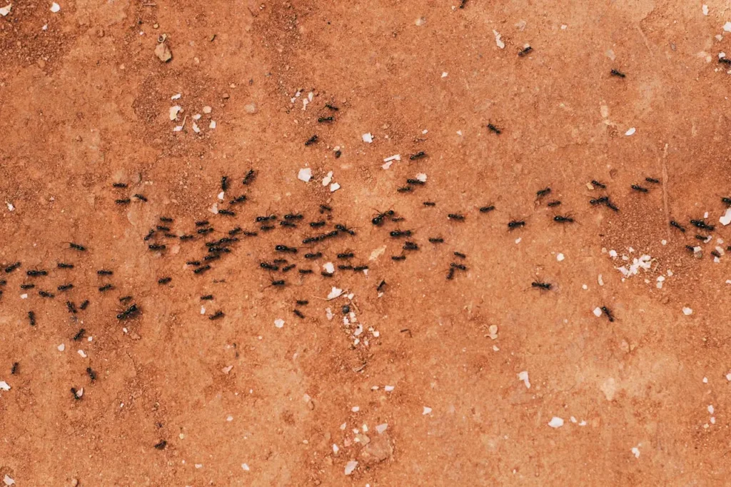 Close-up educational image of ants traveling and finding food with one question how do ants breathe.
