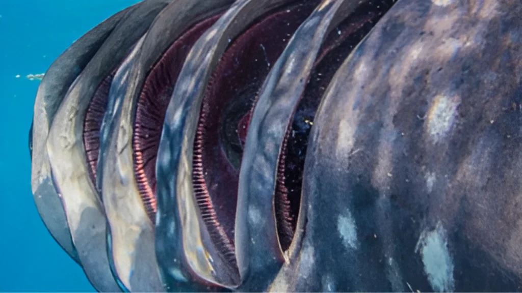 Close-up, underwater view showing the multiple vertical gill slits on the side of a large shark. do sharks have lungs that is called Ram Ventilation