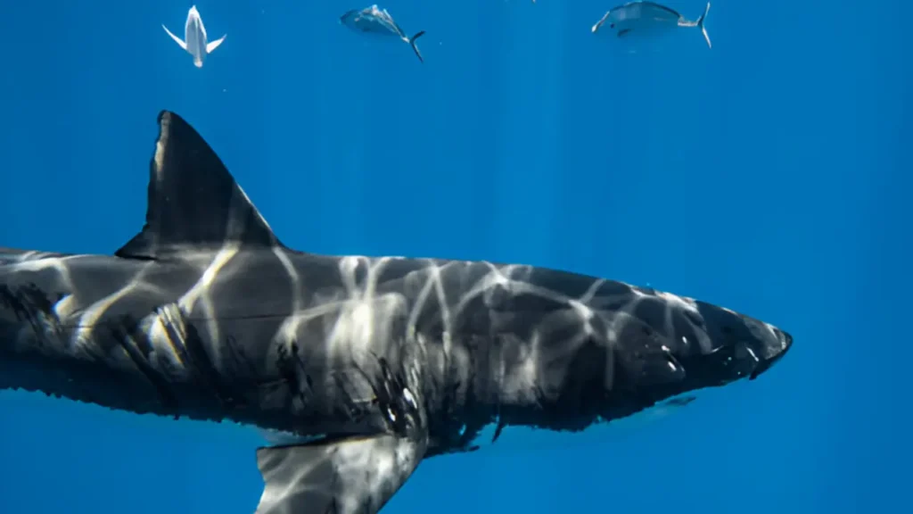  do sharks have lungs or do shark have bones like Great White Shark swimming just below the surface in clear blue water. Sunlight creates a dappled pattern on its back. Sharks evolution