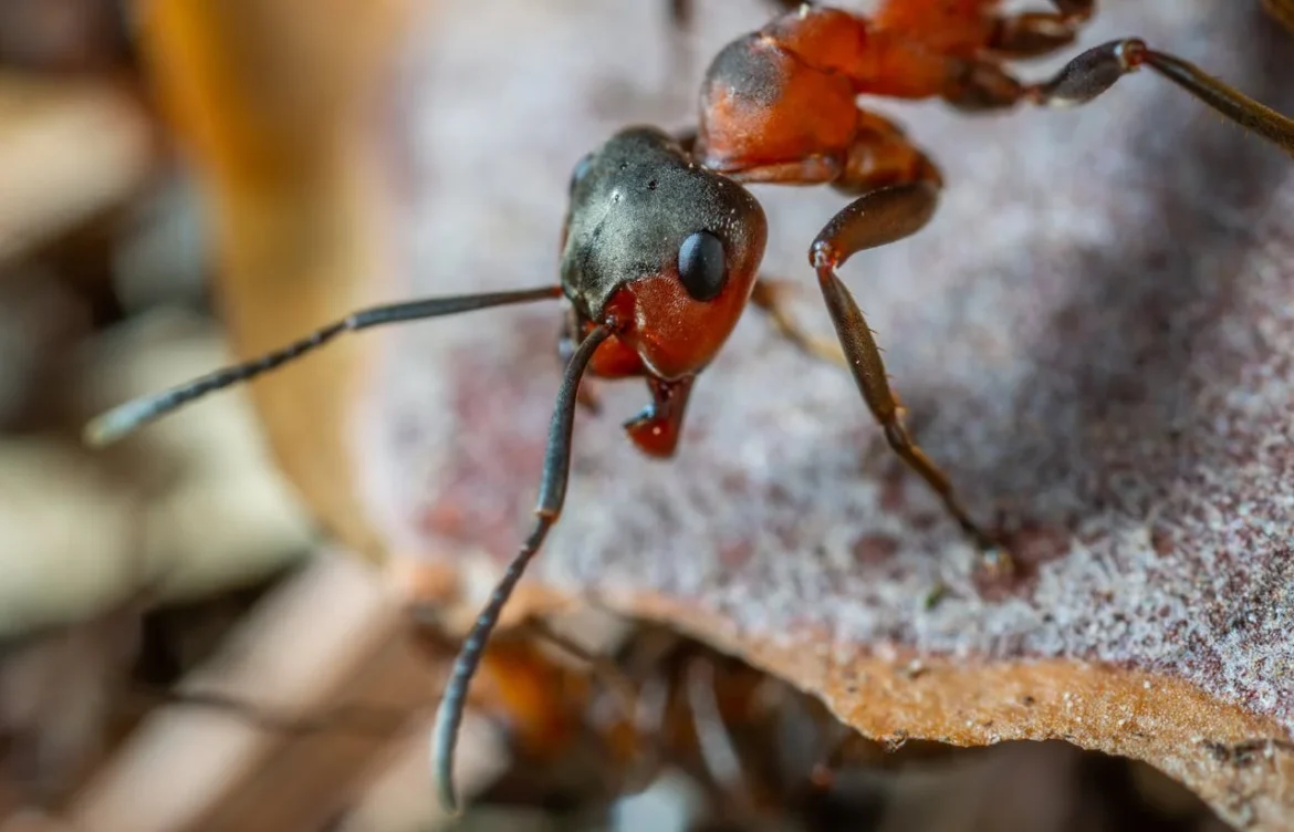 Ants Don’t Have Lungs or How Do Ants Breathe, Survive Underwater and Hold Their Breath?