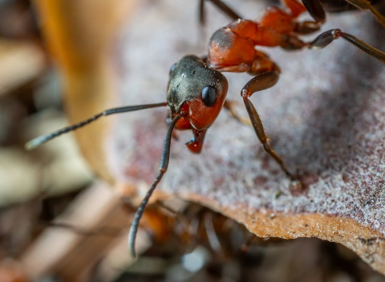 ant side image that shows the finding food pose but how do ants breathe