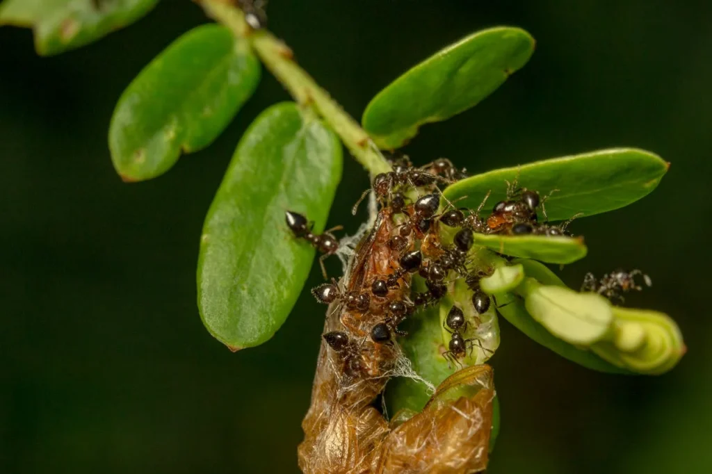 ants one the leave of tree finding food but how do ants breathe