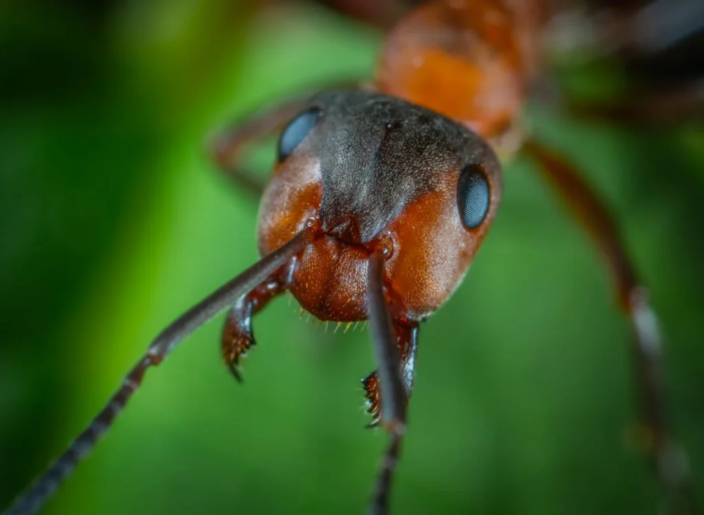 close up image of ant showing his face without lungs or ants don't have lungs.