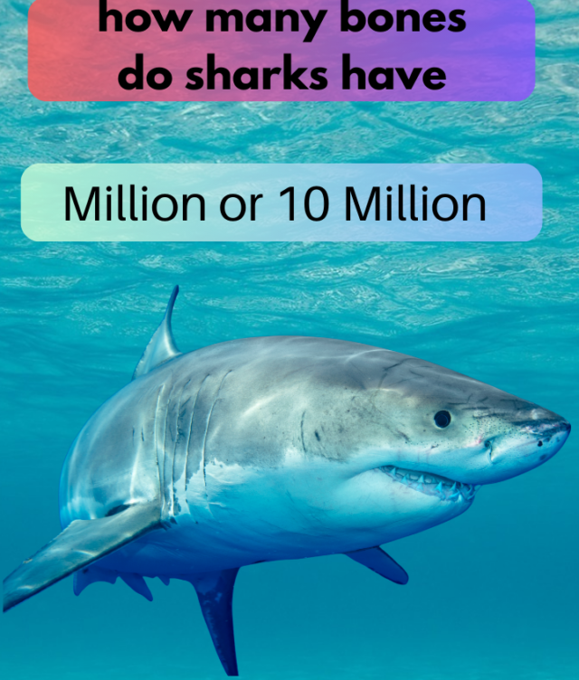 How many bones do sharks Have?