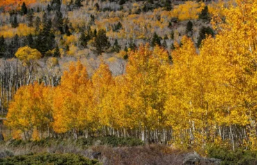 Pando tree, the largest living organism on Earth, growing as a massive trembling aspen colony