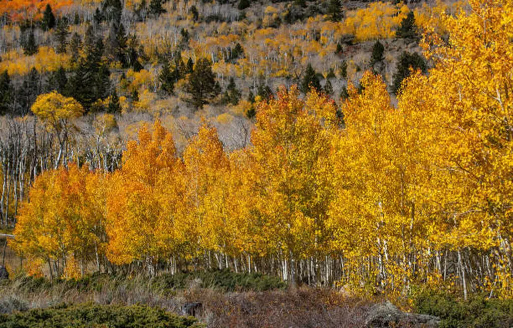 Pando Tree: The World’s Largest Living Organism Explained in Simple Words