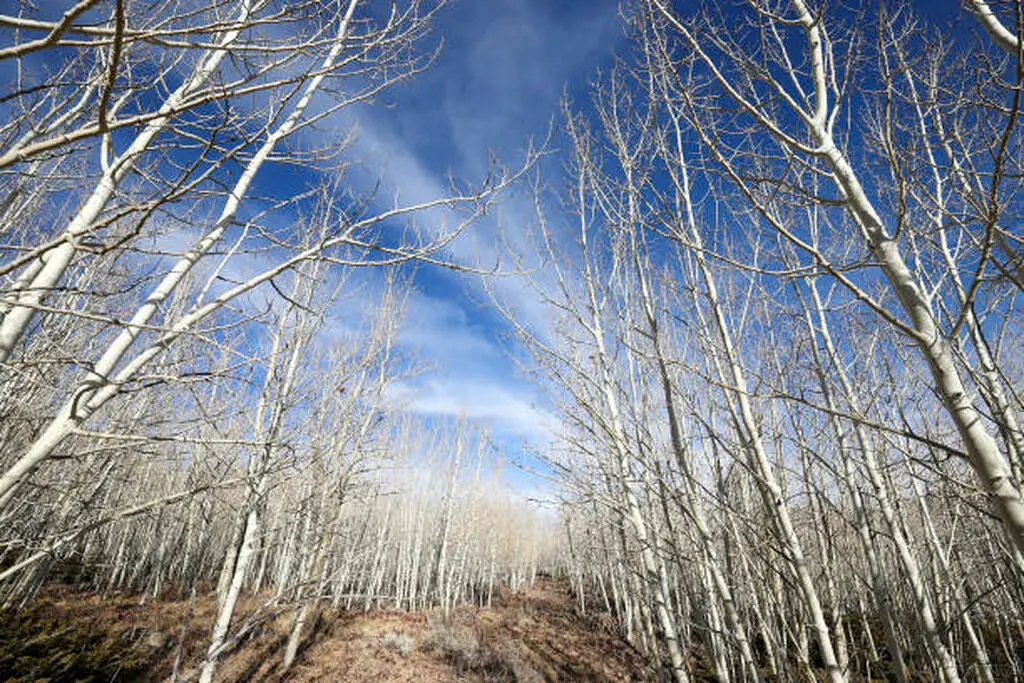 Pando tree root system that makes it the largest living organism on Earth that is known as pando tree utah