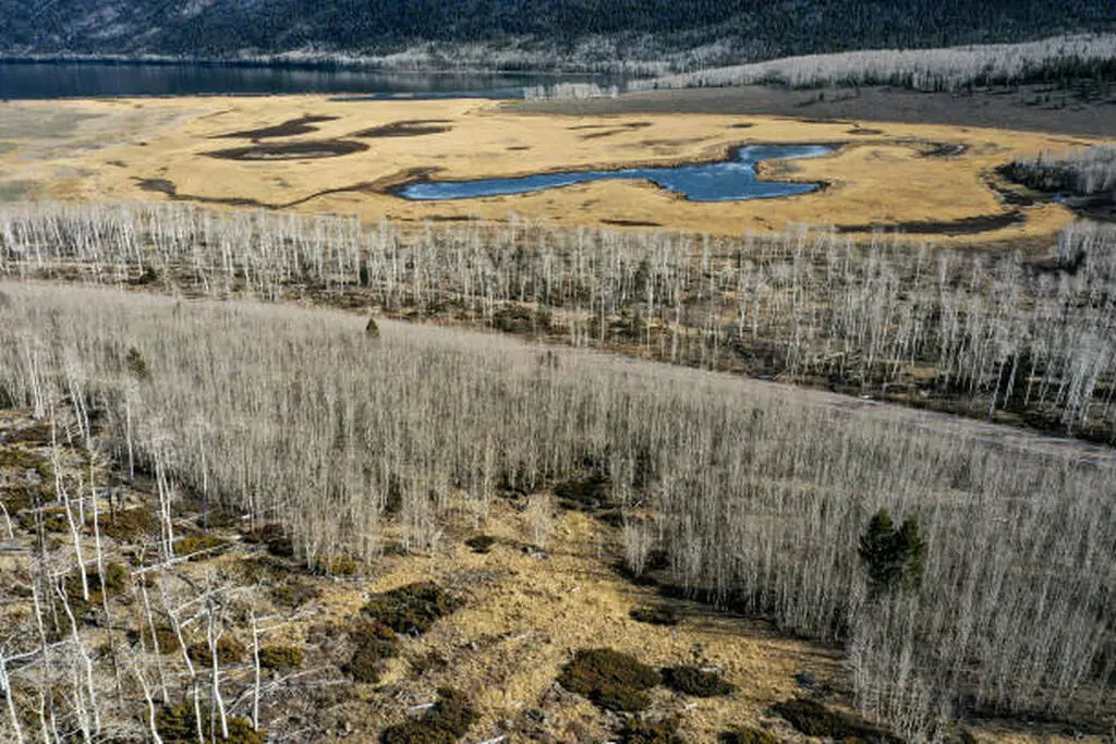 Pando the tree in Utah, showing the interconnected roots of the world’s largest living organism moslty known as pando tree utah