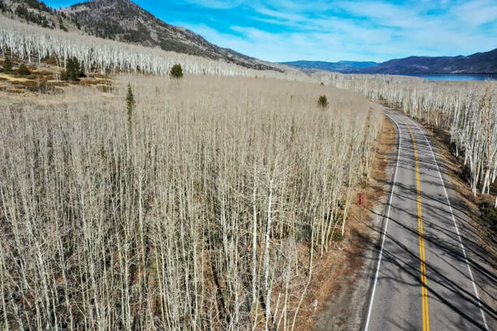 Pando tree Utah, the ancient aspen grove known as the largest living organism on Earth that also called pando the tree