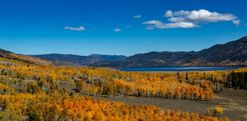 Aerial view of the Pando tree, the massive clonal forest in Utah famously known as pando tree utah