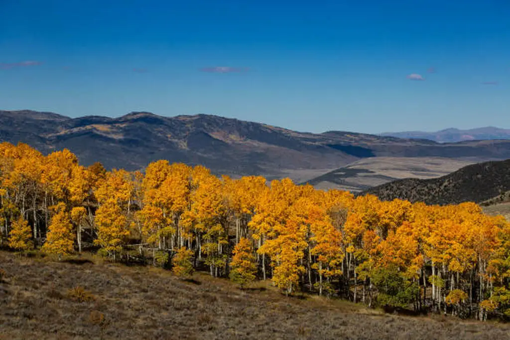 Pando the tree in Fishlake National Forest, Utah, covering thousands of years of growth