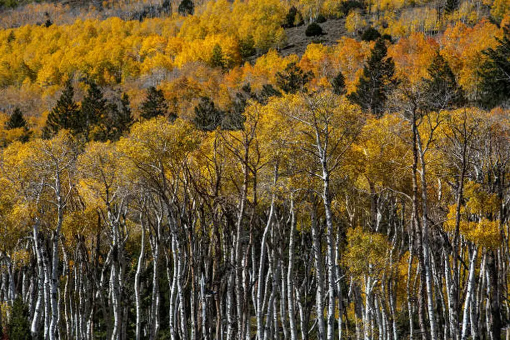 Pando the trembling giant forest showing why it’s the largest living organism on Earth known as pando the tree