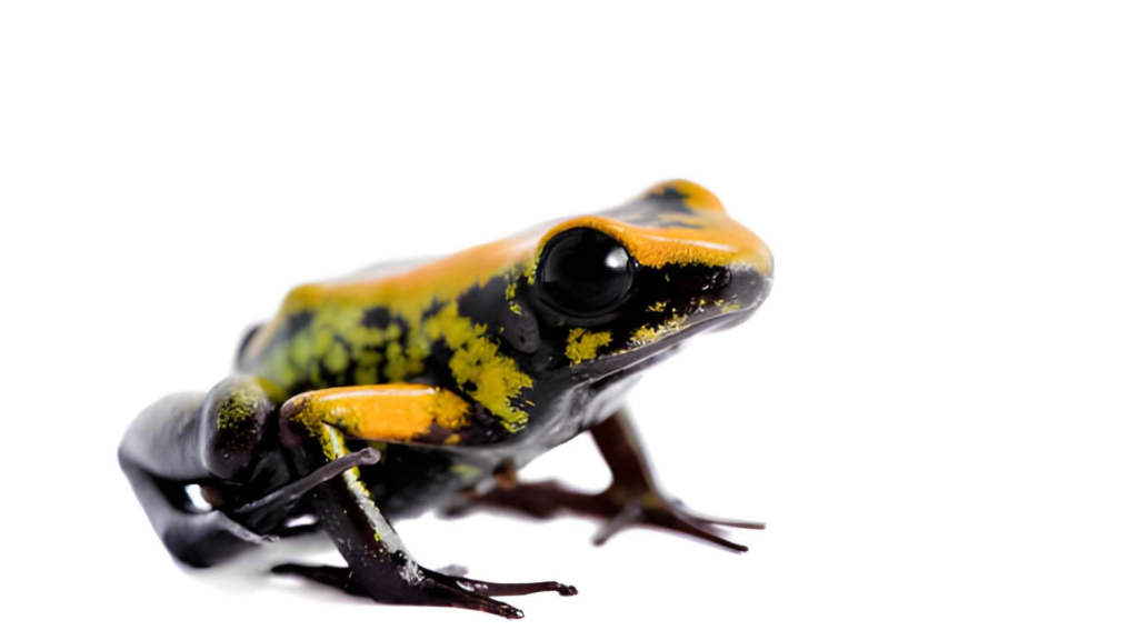 A Kokoe poison dart frog (Phyllobates aurotaenia) showing its signature black body and vibrant yellow-green dorsal stripes, known as one of the most lethal poisonous frogs in the Colombian rainforest.