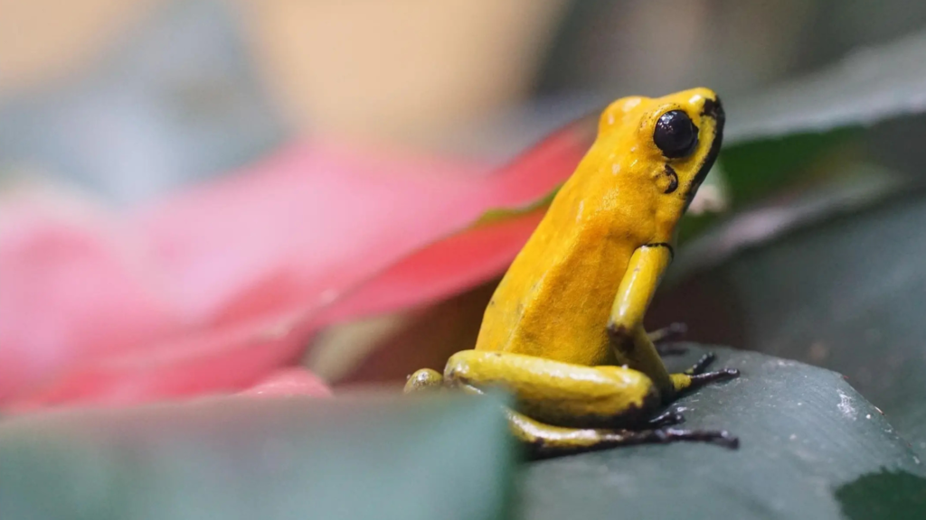Golden poison frog (Phyllobates terribilis) against a soft-focus pink and green background.