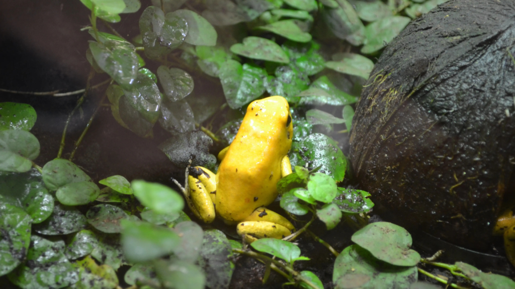 Golden poison frog sitting among green tropical leaves, a highly toxic poison dart frog.